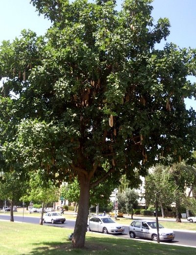 קיגליה מנוצה, עץ הנקניקים